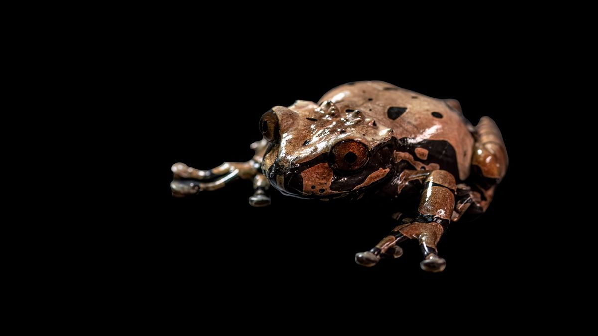 La rana arborícola de cabeza espinosa, habita en la región central de Panamá, identificada como uno de los 50 Sitios de Anfibios Amenazados a nivel mundial.&nbsp;Crédito: Steven Paton, STRI