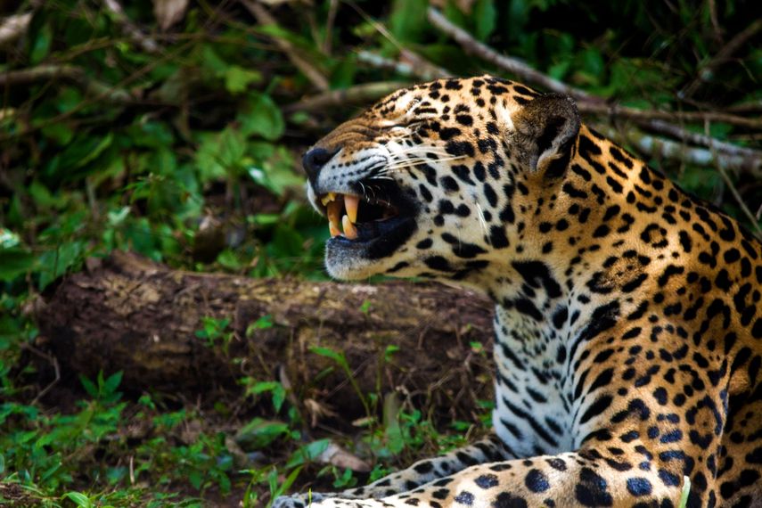 El Parque Nacional Darién alberga más del 66% de la fauna y flora de Panamá, destacándose por su extraordinaria diversidad biológica. El Parque Nacional Darién alberga más del 66% de la fauna y flora de Panamá, destacándose por su extraordinaria diversidad biológica. 