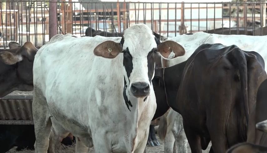Productores lecheros se capacitan en protocolos de ordeño