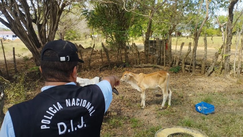 ISA incorporará el hurto pecuario dentro de su cobertura y pondrá en marcha un plan piloto