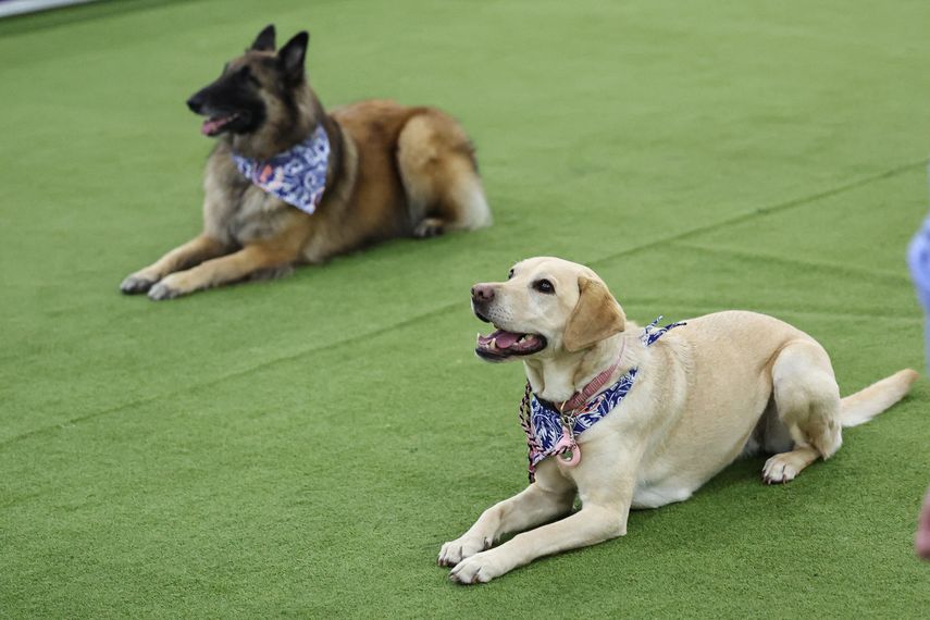 Alcaldía de Panamá invita al Adopta Fest y vacunación este domingo 23 de marzo