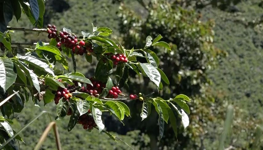 Renacimiento: Buscan potenciar Ruta del Café