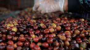 Productores de café se alistan para la cuarta zafra en Ciricito Arriba