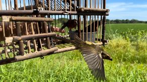 Personal de MiAMBIENTE rescata a 41 aves silvestres enjauladas en Chiriquí