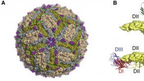 Científicos de EEUU localizan anticuerpos que protegen del zika