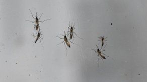 5 personas han fallecido de dengue en Bolivia en alarmante brote