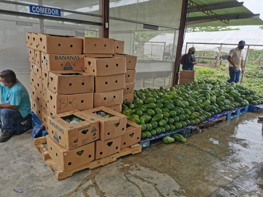 Papaya panameña será enviada a Canadá