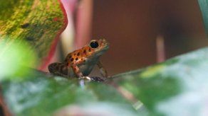 El recinto de anfibios en Panamá que rescata a las ranas del hongo quítrido