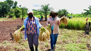 Arroz orgánico: cosecha de desarrollo para mujeres rurales