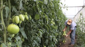 FAO en Panamá: Es una paradoja que haya un núcleo duro de personas con hambre en Latinoamérica