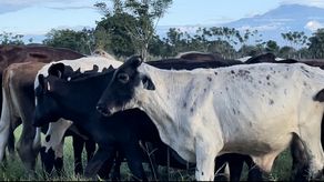 Los ganaderos de Chiriquí están en alerta ante las declaraciones emitidas por ACOVIPA por futuro desabastecimiento de producción de leche.