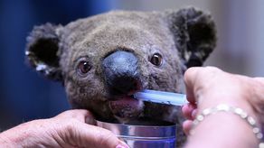 Australia declara a los koalas como especie amenazada en su costa oriental