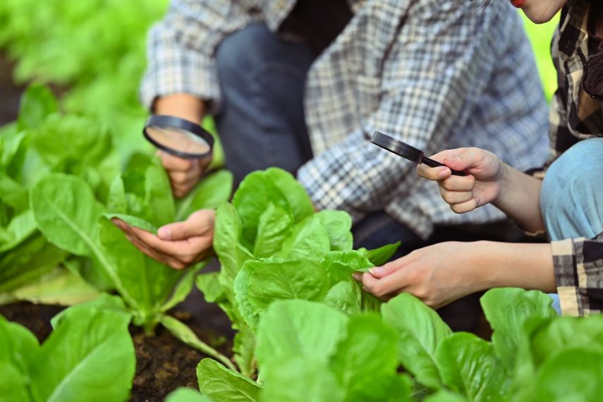 Maestría en Gerencia de Industrias Agropecuarias y Pesqueras