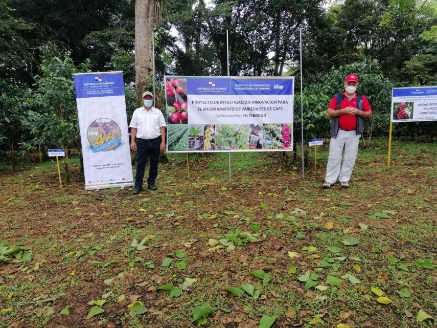 Especialistas del Centro Agronómico Tropical de Investigación y Enseñanza (CATIE), recorrieron el Banco de Germoplasma de café que IDIAP en la Estación Experimental de Río Sereno.