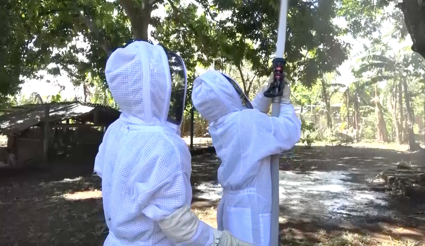 El Cuerpo de Bomberos de David atendió unas 200 emergencias por la presencia de abejas africanizadas en el mes de mayo