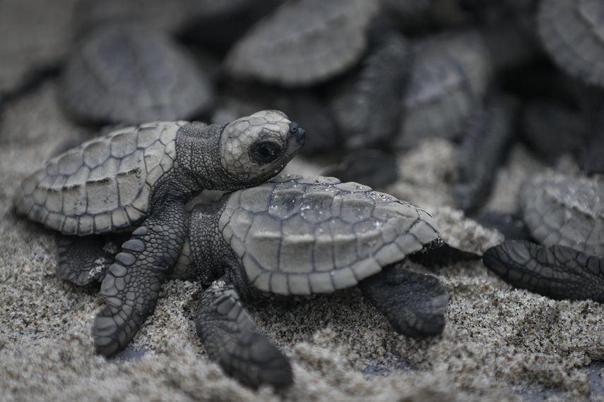 Liberan 280 bebés de tortuga lora, especie vulnerable, en el Pacífico