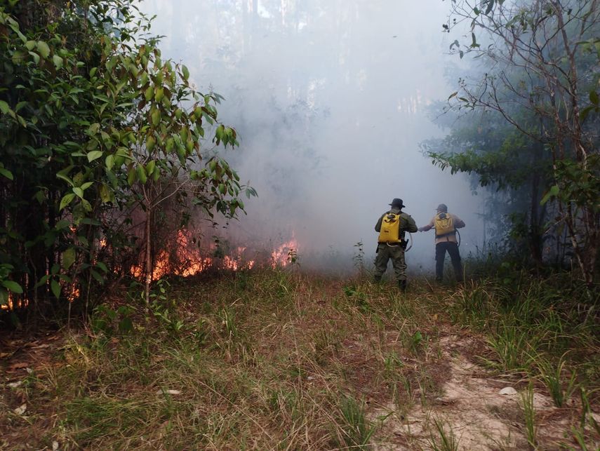 Bomberos refuerzan campaña contra incendios de masa vegetal ante aumento de casos