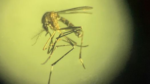 Más de 100 muertos por dengue en Centroamérica y el Caribe, con al menos 200.000 casos