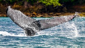 MiAMBIENTE multaría a quienes no cumplan con las normas para avistamientos de cetáceos