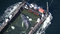 La ballena varada desde hace semanas en las costas alemanas fue liberada este sábado en aguas abiertas del mar del Norte, dijo a la AFP una promotora de la misión de rescate, que remolcó en una barcaza al animal. La ballena varada desde hace semanas en las costas alemanas fue liberada este sábado en aguas abiertas del mar del Norte, dijo a la AFP una promotora de la misión de rescate, que remolcó en una barcaza al animal.