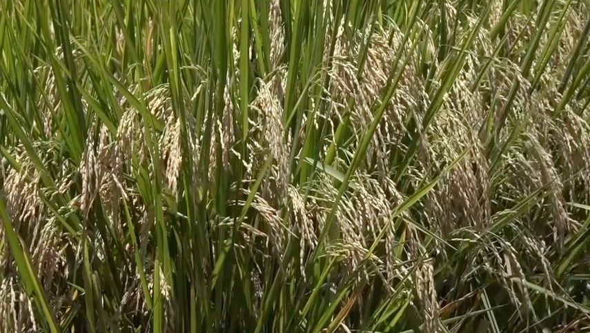 El IDIAP donó semillas biofortificadas a productores de arroz en Bugaba en el marco del proyecto Agro Innova.