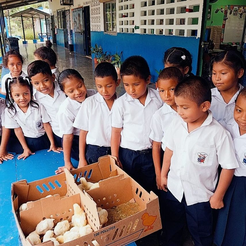 Chiriquí: MIDA colabora con programa en huerto escolar