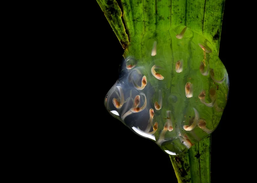 Variedad de hábitats dentro de los bosques ayuda a las ranas a combatir un hongo mortal