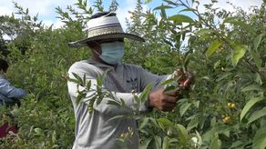 Productores del agro anuncian aumento del guandú