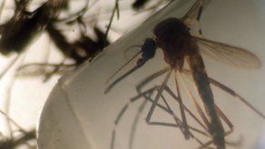 ONU: Países afectados por el zika deben dar acceso a anticonceptivos y aborto