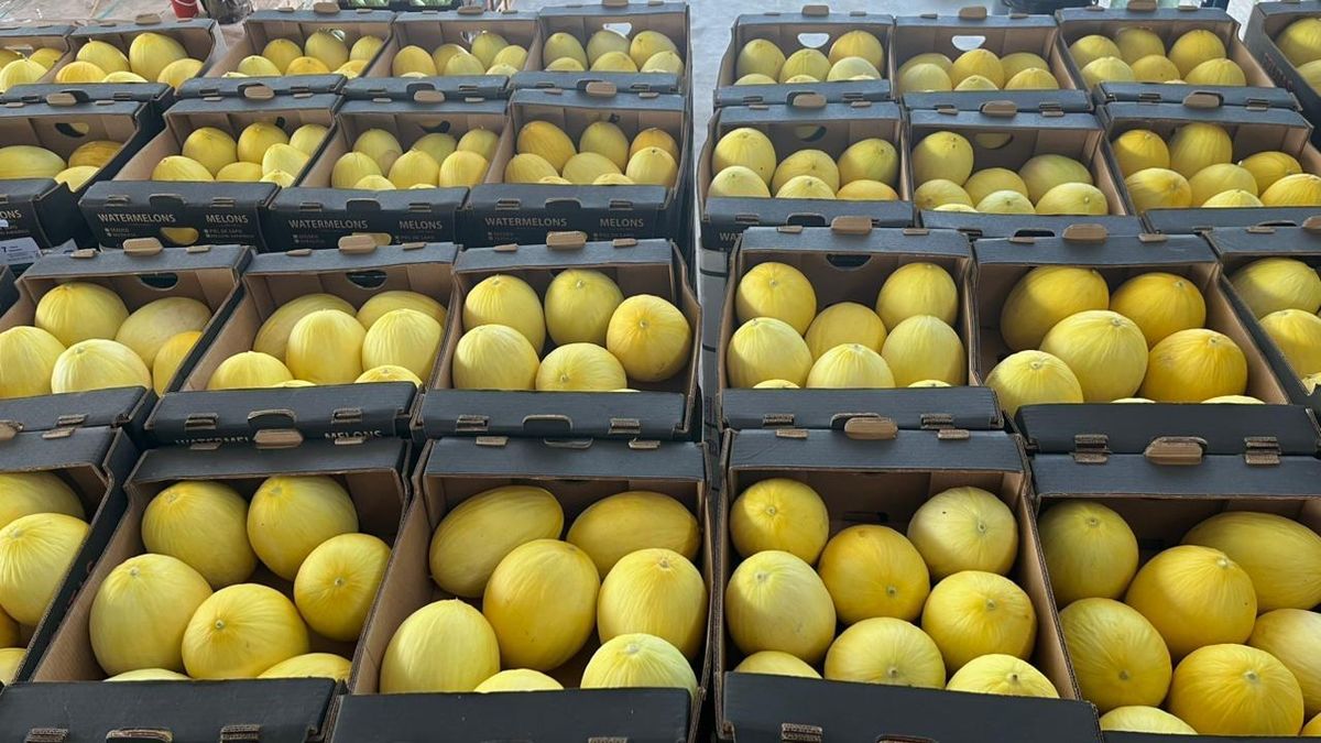 Panamá impulsa agroexportación: 100 contenedores enviados a Europa desde Chiriquí Panamá impulsa agroexportación: 100 contenedores enviados a Europa desde Chiriquí