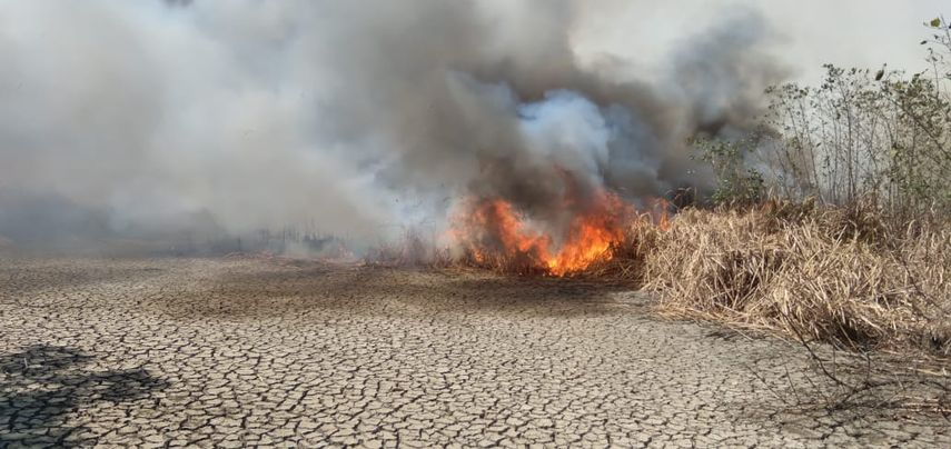Herrera: Fuego consume 300 hectáreas de mangle.