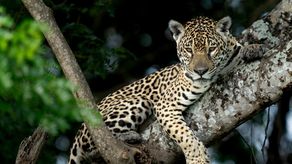 MiAMBIENTE impulsa censo y monitoreo de jaguares en Altos de Divisa