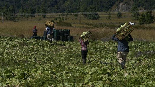 Legumbres como lechuga, apio y brócoli están en el inventario que reportaron los productores del agro de Tierras Altas, perdidas por los cierres en la vía interamericana.