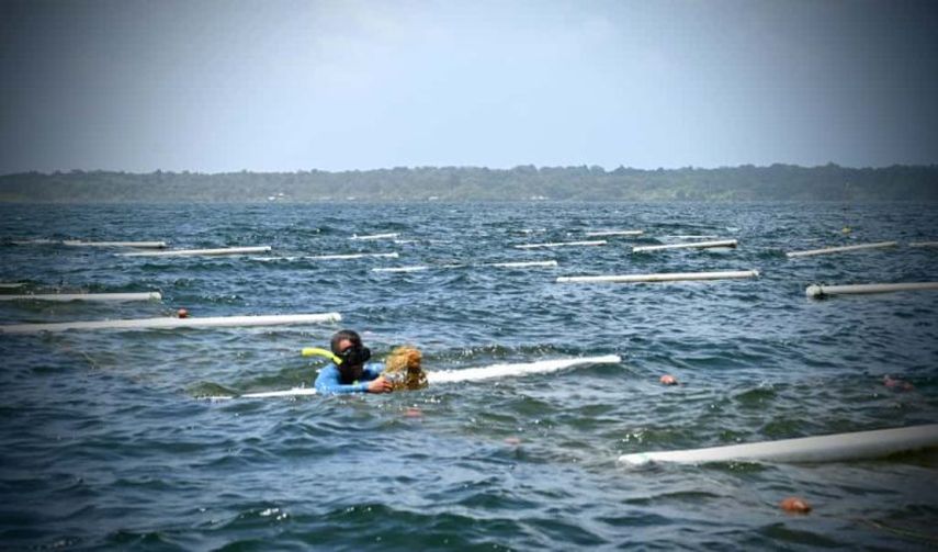 Con una inversi&oacute;n superior a los 33 millones de d&oacute;lares, el proyecto acu&iacute;cola de Algas Paname&ntilde;as est&aacute; transformando la econom&iacute;a de Bocas del Toro y la Comarca Ng&auml;be Bugl&eacute;, al generar empleo, atraer inversi&oacute;n y promover pr&aacute;cticas sostenibles en el sector productivo del pa&iacute;s.