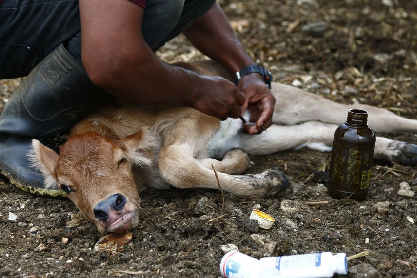 Frente de guerra contra el gusano barrenador se traslada de Panamá a México