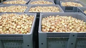 Personal técnico del IMA inició la clasificación de cebolla en la Cadena de Frío de Tierras Altas para certificar y comprarla a los productores del agro.