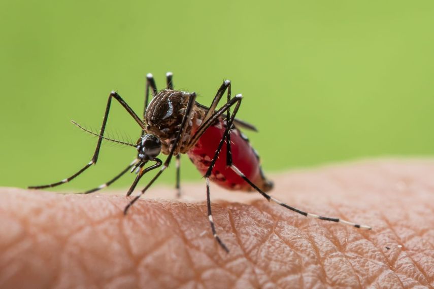El Ministerio de Salud (Minsa), a través del Departamento de Epidemiología, alertó sobre el incremento de casos de dengue en el país, instando a la ciudadanía a intensificar las medidas de prevención para eliminar criaderos de mosquitos. El Ministerio de Salud (Minsa), a través del Departamento de Epidemiología, alertó sobre el incremento de casos de dengue en el país, instando a la ciudadanía a intensificar las medidas de prevención para eliminar criaderos de mosquitos.