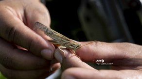 Controlados los brotes de langosta en Centroamérica