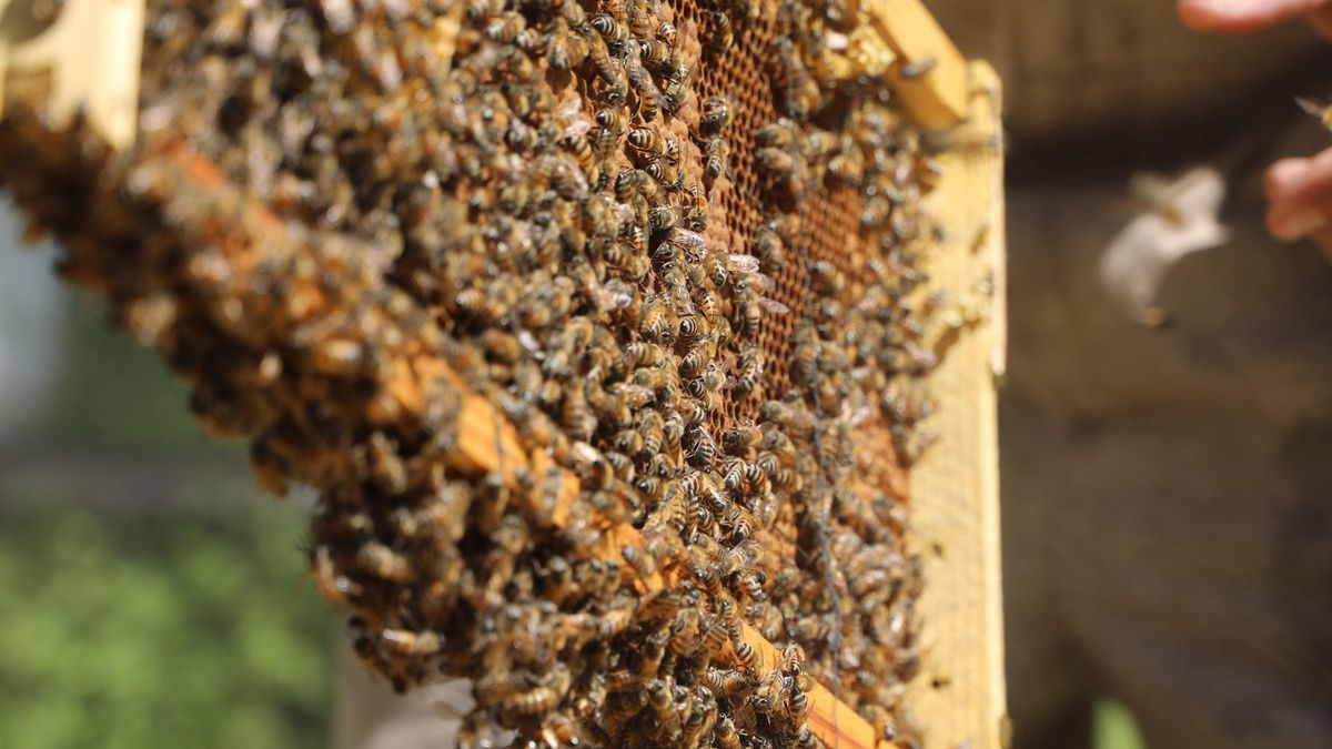 Las abejas son un eje clave para la seguridad alimentaria de América Latina y el Caribe, una región golpeada por los déficits nutricionales y el avance voraz de la pérdida de biodiversidad que fragmenta los hábitats de esos nobles animales. Las abejas son un eje clave para la seguridad alimentaria de América Latina y el Caribe, una región golpeada por los déficits nutricionales y el avance voraz de la pérdida de biodiversidad que fragmenta los hábitats de esos nobles animales.