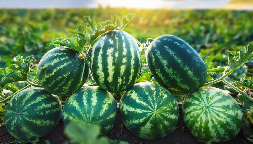 Panamá refuerza su presencia en el mercado europeo con exportación de sandías