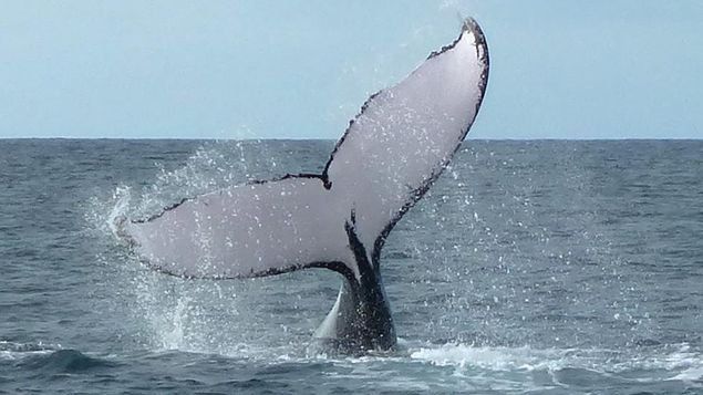 Ballenas jorobadas cantan menos con aumento de su población.