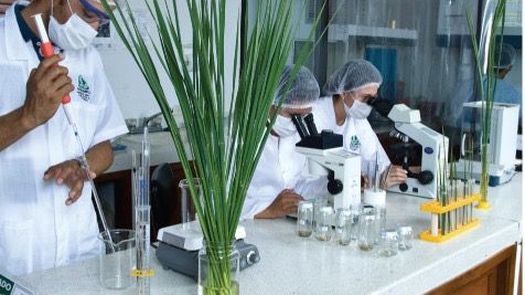 Arroceros panameños buscan duplicar su cosecha, conocen técnica en Colombia Arroceros panameños buscan duplicar su cosecha, conocen técnica en Colombia