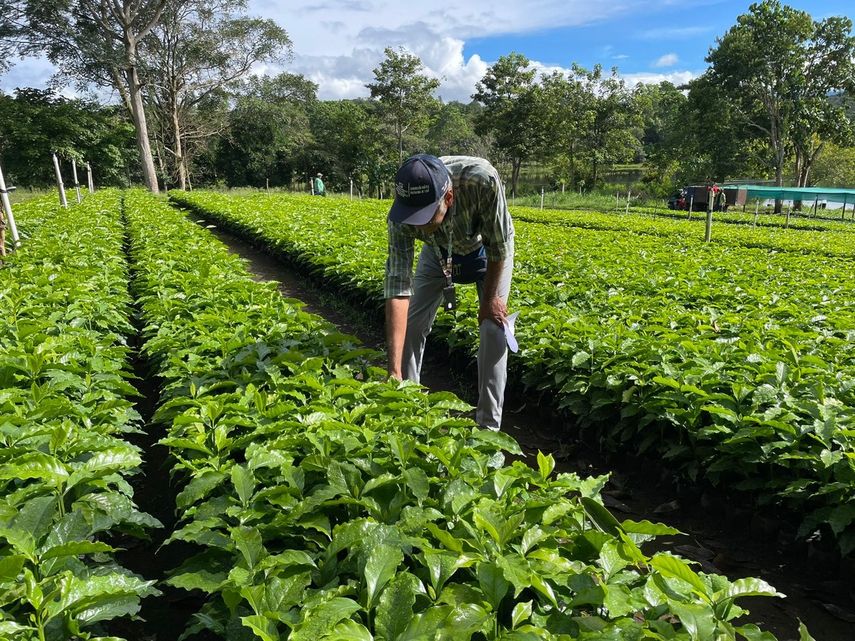 La producción de café en Chiriquí podría alcanzar los 110 mil quintales.
