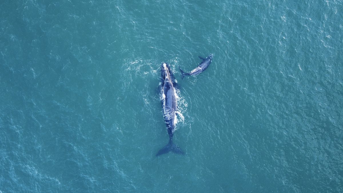 Primer tratado internacional de protección de la altamar. Foto: AFP