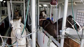 Costa Rica apuesta a plasma equino para bajar hospitalizaciones por covid-19