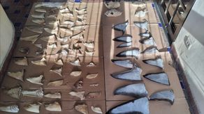 Operación shark incauta 6.79 toneladas de aletas de tiburón