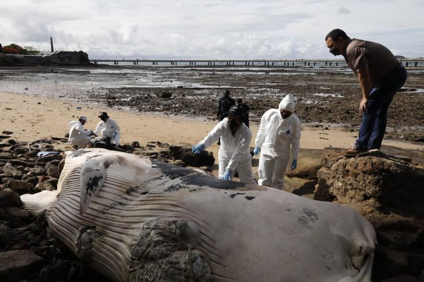 Una ballena muerta fue hallada este jueves en el área de "La Playita" del corregimiento de San Felipe, por lo que el Ministerio de Ambiente (MiAmbiente) mantiene un equipo técnico realizando la investigación correspondiente en el área. 