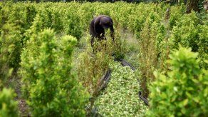 Colombia dice haber batido récord en erradicación de narcocultivos en 2019