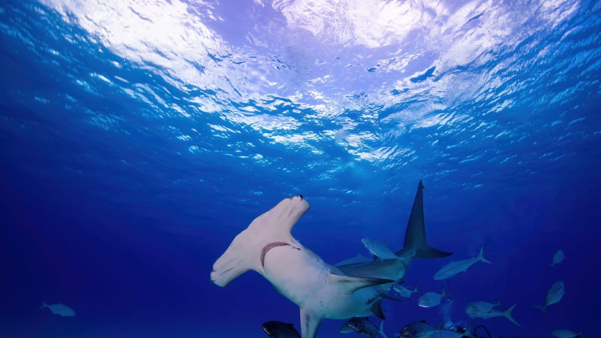 El Ministerio de Ambiente (MiAMBIENTE) informó que, a partir del 1 de enero de 2026, Panamá aplicará una cuota cero (0) de exportación para las especies de tiburones y rayas incluidas en los Apéndices de la Convención sobre el Comercio Internacional de Especies Amenazadas de Fauna y Flora Silvestres (CITES). El Ministerio de Ambiente (MiAMBIENTE) informó que, a partir del 1 de enero de 2026, Panamá aplicará una cuota cero (0) de exportación para las especies de tiburones y rayas incluidas en los Apéndices de la Convención sobre el Comercio Internacional de Especies Amenazadas de Fauna y Flora Silvestres (CITES).