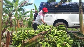 Luis Quintero, dirigente del sector explica que han entregado un pliego de solicitudes, principalmente para solicitar al MIDA el apoyo de tres riegos para productores de plátano de Barú, que están apunto de perder las plantaciones.